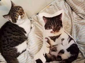 吃瓜娱乐酱抱枕猫,吃瓜娱乐酱带你领略萌宠魅力 第1张 吃瓜娱乐酱抱枕猫,吃瓜娱乐酱带你领略萌宠魅力 第1张